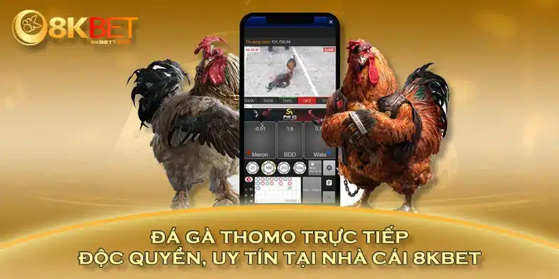 Đá gà Thomo trực tiếp độc quyền, uy tín tại nhà cái 8KBET