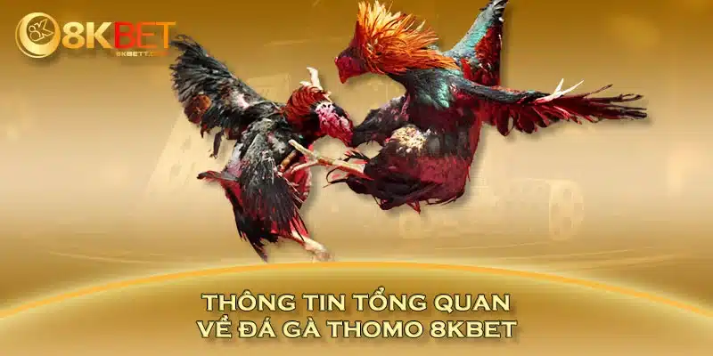 Thông tin tổng quan về đá gà Thomo 8KBET